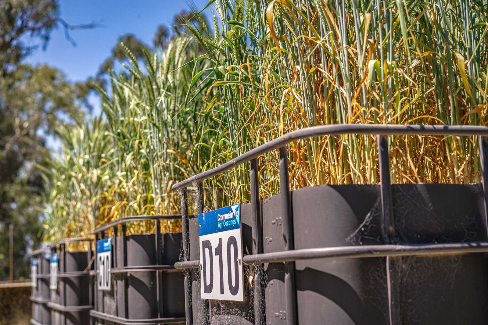 IBC pod trials growing wheat at Crommelin AgriCoatings