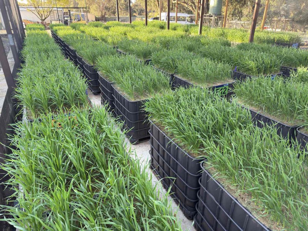 Rows of young plants growing in-house pod trials